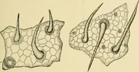An illustration from The microscopy of vegetable foods, with special reference to the detection of adulteration and the diagnosis of mixtures (1916)