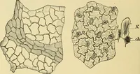 An illustration from The microscopy of vegetable foods, with special reference to the detection of adulteration and the diagnosis of mixtures (1916)