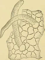 An illustration from The microscopy of vegetable foods, with special reference to the detection of adulteration and the diagnosis of mixtures (1916)