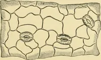 An illustration from The microscopy of vegetable foods, with special reference to the detection of adulteration and the diagnosis of mixtures (1916)