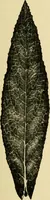 An illustration from The microscopy of vegetable foods, with special reference to the detection of adulteration and the diagnosis of mixtures (1916)