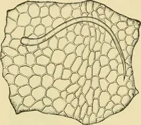 An illustration from The microscopy of vegetable foods, with special reference to the detection of adulteration and the diagnosis of mixtures (1916)
