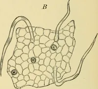 An illustration from The microscopy of vegetable foods, with special reference to the detection of adulteration and the diagnosis of mixtures (1916)