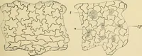 An illustration from The microscopy of vegetable foods, with special reference to the detection of adulteration and the diagnosis of mixtures (1916)