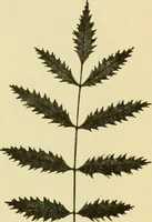 An illustration from The microscopy of vegetable foods, with special reference to the detection of adulteration and the diagnosis of mixtures (1916)