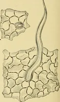 An illustration from The microscopy of vegetable foods, with special reference to the detection of adulteration and the diagnosis of mixtures (1916)