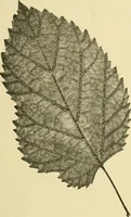 An illustration from The microscopy of vegetable foods, with special reference to the detection of adulteration and the diagnosis of mixtures (1916)