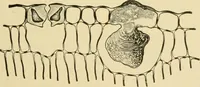 An illustration from The microscopy of vegetable foods, with special reference to the detection of adulteration and the diagnosis of mixtures (1916)