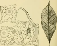 An illustration from The microscopy of vegetable foods, with special reference to the detection of adulteration and the diagnosis of mixtures (1916)