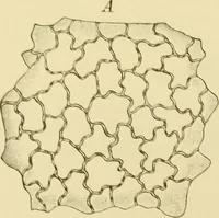 An illustration from The microscopy of vegetable foods, with special reference to the detection of adulteration and the diagnosis of mixtures (1916)