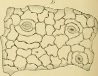An illustration from The microscopy of vegetable foods, with special reference to the detection of adulteration and the diagnosis of mixtures (1916)