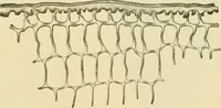 An illustration from The microscopy of vegetable foods, with special reference to the detection of adulteration and the diagnosis of mixtures (1916)