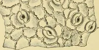 An illustration from The microscopy of vegetable foods, with special reference to the detection of adulteration and the diagnosis of mixtures (1916)