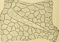 An illustration from The microscopy of vegetable foods, with special reference to the detection of adulteration and the diagnosis of mixtures (1916)