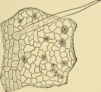 An illustration from The microscopy of vegetable foods, with special reference to the detection of adulteration and the diagnosis of mixtures (1916)