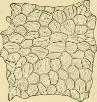 An illustration from The microscopy of vegetable foods, with special reference to the detection of adulteration and the diagnosis of mixtures (1916)