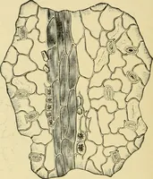 An illustration from The microscopy of vegetable foods, with special reference to the detection of adulteration and the diagnosis of mixtures (1916)