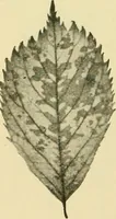 An illustration from The microscopy of vegetable foods, with special reference to the detection of adulteration and the diagnosis of mixtures (1916)
