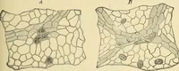 An illustration from The microscopy of vegetable foods, with special reference to the detection of adulteration and the diagnosis of mixtures (1916)