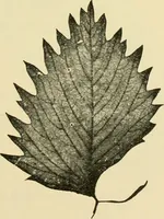An illustration from The microscopy of vegetable foods, with special reference to the detection of adulteration and the diagnosis of mixtures (1916)