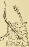 An illustration from The microscopy of vegetable foods, with special reference to the detection of adulteration and the diagnosis of mixtures (1916)