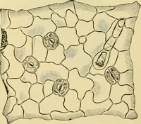 An illustration from The microscopy of vegetable foods, with special reference to the detection of adulteration and the diagnosis of mixtures (1916)