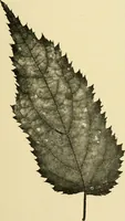 An illustration from The microscopy of vegetable foods, with special reference to the detection of adulteration and the diagnosis of mixtures (1916)