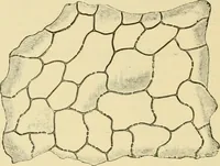 An illustration from The microscopy of vegetable foods, with special reference to the detection of adulteration and the diagnosis of mixtures (1916)