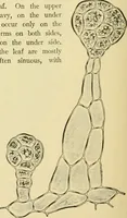 An illustration from The microscopy of vegetable foods, with special reference to the detection of adulteration and the diagnosis of mixtures (1916)
