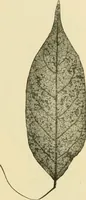 An illustration from The microscopy of vegetable foods, with special reference to the detection of adulteration and the diagnosis of mixtures (1916)