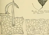 An illustration from The microscopy of vegetable foods, with special reference to the detection of adulteration and the diagnosis of mixtures (1916)