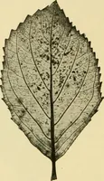 An illustration from The microscopy of vegetable foods, with special reference to the detection of adulteration and the diagnosis of mixtures (1916)