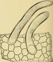 An illustration from The microscopy of vegetable foods, with special reference to the detection of adulteration and the diagnosis of mixtures (1916)