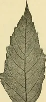 An illustration from The microscopy of vegetable foods, with special reference to the detection of adulteration and the diagnosis of mixtures (1916)