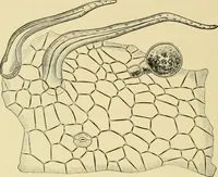 An illustration from The microscopy of vegetable foods, with special reference to the detection of adulteration and the diagnosis of mixtures (1916)