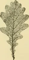 An illustration from The microscopy of vegetable foods, with special reference to the detection of adulteration and the diagnosis of mixtures (1916)