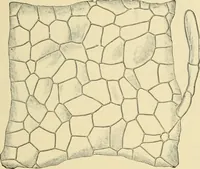 An illustration from The microscopy of vegetable foods, with special reference to the detection of adulteration and the diagnosis of mixtures (1916)