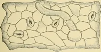 An illustration from The microscopy of vegetable foods, with special reference to the detection of adulteration and the diagnosis of mixtures (1916)