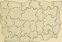 An illustration from The microscopy of vegetable foods, with special reference to the detection of adulteration and the diagnosis of mixtures (1916)
