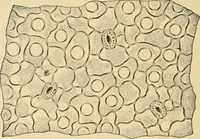 An illustration from The microscopy of vegetable foods, with special reference to the detection of adulteration and the diagnosis of mixtures (1916)