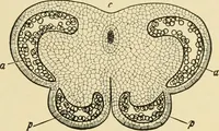 An illustration from The microscopy of vegetable foods, with special reference to the detection of adulteration and the diagnosis of mixtures (1916)