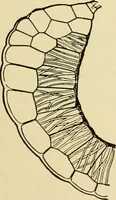 An illustration from The microscopy of vegetable foods, with special reference to the detection of adulteration and the diagnosis of mixtures (1916)