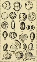An illustration from The microscopy of vegetable foods, with special reference to the detection of adulteration and the diagnosis of mixtures (1916)