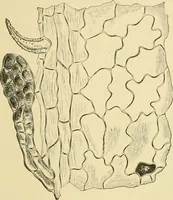 An illustration from The microscopy of vegetable foods, with special reference to the detection of adulteration and the diagnosis of mixtures (1916)