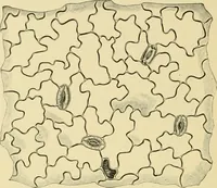 An illustration from The microscopy of vegetable foods, with special reference to the detection of adulteration and the diagnosis of mixtures (1916)