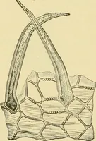 An illustration from The microscopy of vegetable foods, with special reference to the detection of adulteration and the diagnosis of mixtures (1916)
