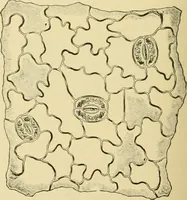 An illustration from The microscopy of vegetable foods, with special reference to the detection of adulteration and the diagnosis of mixtures (1916)