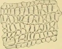 An illustration from The microscopy of vegetable foods, with special reference to the detection of adulteration and the diagnosis of mixtures (1916)