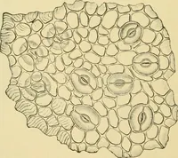 An illustration from The microscopy of vegetable foods, with special reference to the detection of adulteration and the diagnosis of mixtures (1916)