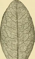 An illustration from The microscopy of vegetable foods, with special reference to the detection of adulteration and the diagnosis of mixtures (1916)